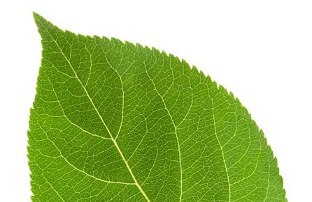 Green leaf as a symbol for the eco-promise of deconex cleaning products for laboratory glassware