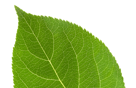 Green leaf as a symbol for the eco-promise of deconex cleaning products for laboratory glassware