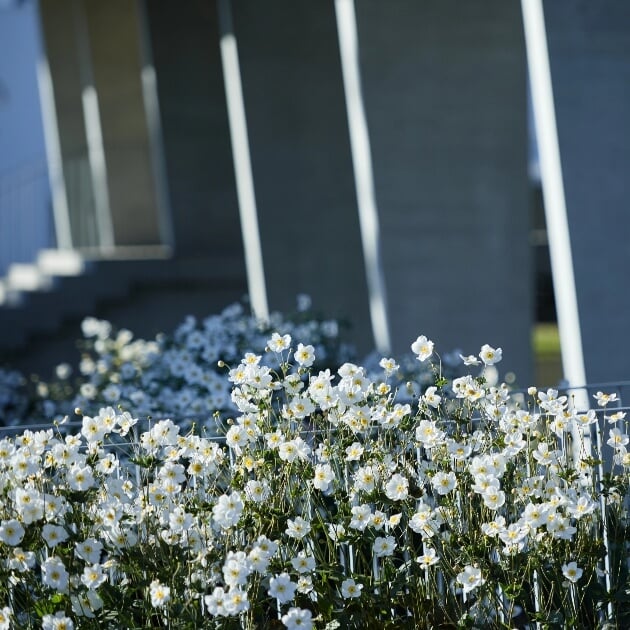 Plantation devant le bâtiment principal